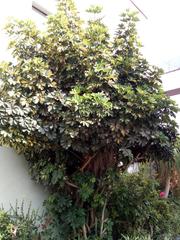 Heptapleurum arboricola