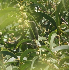 Chlorodrepanis flava