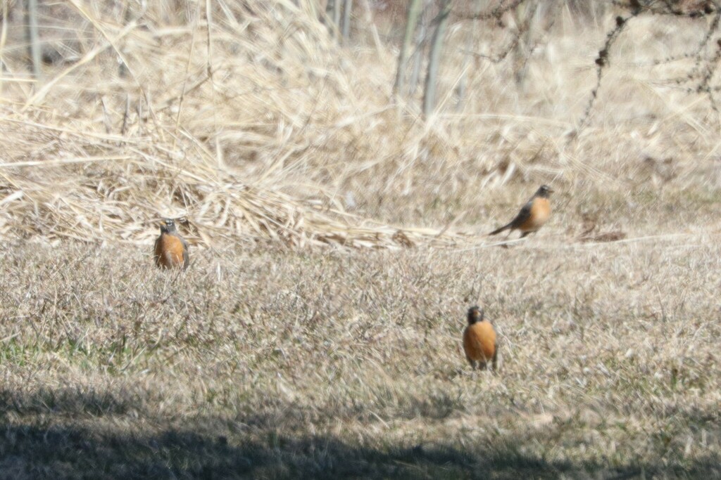 American Robin from Algoma District, ON, Canada on April 7, 2024 at 11: ...