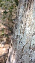 Capparis odoratissima