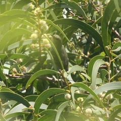 Chlorodrepanis flava