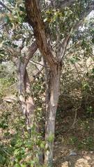 Capparis odoratissima