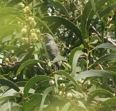Chlorodrepanis flava