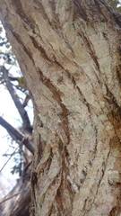 Capparis odoratissima