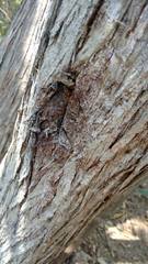 Capparis odoratissima