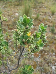 Baccharis papillosa