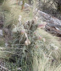 Cirsium nivale