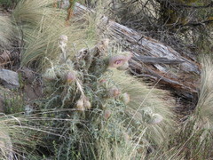 Cirsium nivale