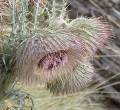 Cirsium nivale