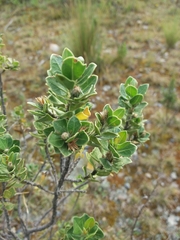 Baccharis papillosa