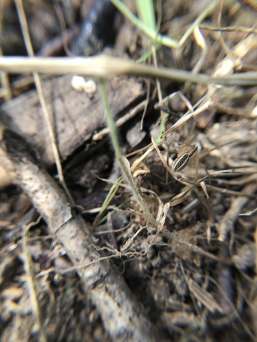 Photo of Rabid Wolf Spider (Rabidosa rabida)