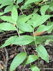 Maianthemum