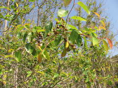 Amelanchier stolonifera