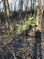 Sambucus racemosa