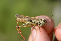 Chorthippus binotatus