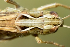 Chorthippus binotatus