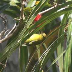 Chlorodrepanis flava