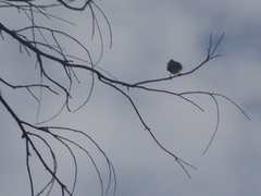 Myiozetetes similis