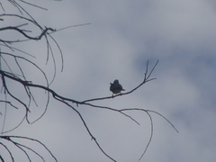 Myiozetetes similis