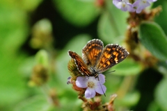 Aricoris epulus