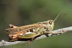 Chorthippus binotatus
