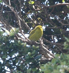 Chlorodrepanis flava