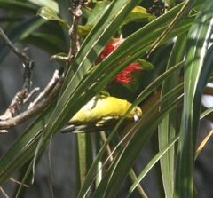 Chlorodrepanis flava