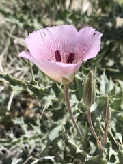 Calochortus striatus
