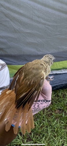 iNaturalist image