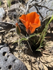 Calochortus kennedyi kennedyi