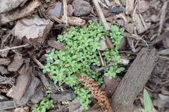 Callitriche terrestris