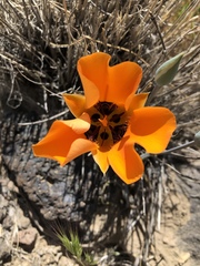 Calochortus kennedyi kennedyi