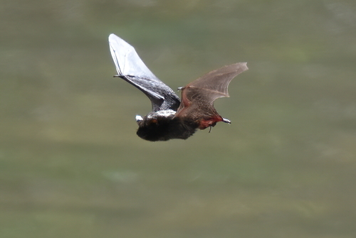 Silver-haired Bat photographed in Maryland
