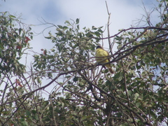Pitangus sulphuratus
