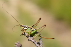 Eupholidoptera chabrieri