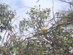 Pitangus sulphuratus