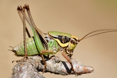 Eupholidoptera chabrieri