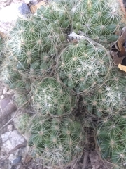 Mammillaria sphaerica