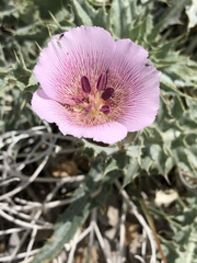 Calochortus striatus