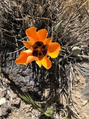Calochortus kennedyi kennedyi