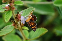 Aricoris epulus