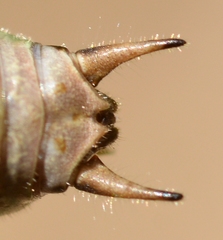 Eupholidoptera chabrieri
