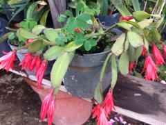 Rhipsalidopsis gaertneri