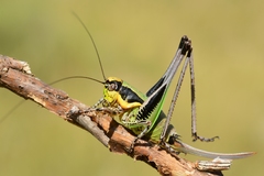 Eupholidoptera chabrieri