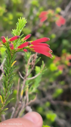 Greensepal Heath (Erica chloroloma)