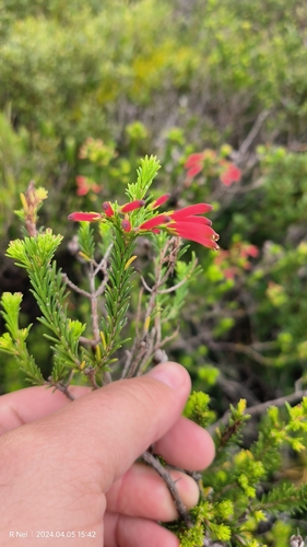 Image of Greensepal Heath (Erica chloroloma) by (c) Ricus Nel, some rights reserved (CC BY)