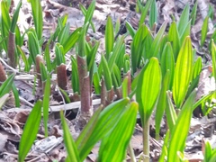 Allium ochotense