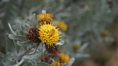Leucospermum rodolentum