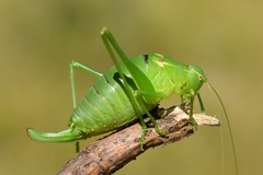 Barbitistes fischeri