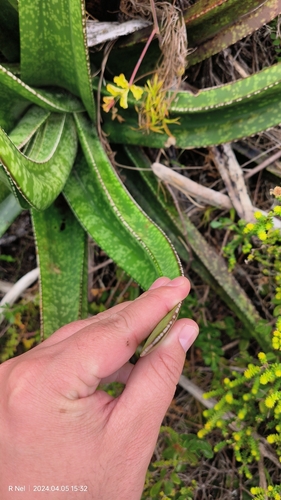 Image of Gasteria acinacifolia by (c) Ricus Nel, some rights reserved (CC BY)